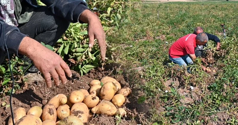 Yozgat ta büyük çöküş: Patates altın gibi, fiyatı yerlerde!