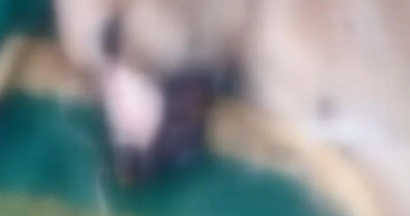 İstanbul’da köpek katliamı! İşkenceyle öldürdü