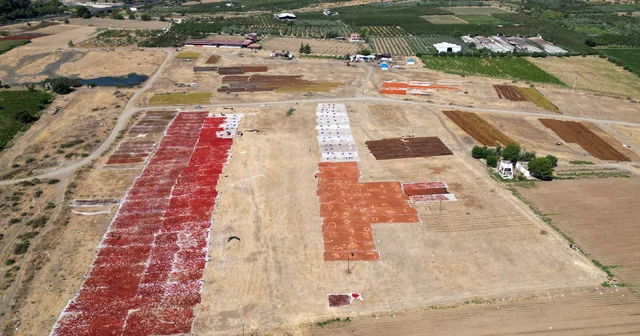 Gediz Ovası kurutmalık ürünlerle renklendi Manisa Haberleri