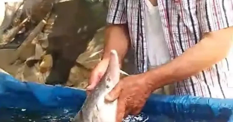 Elazığ da oltaya takıldı! Havyarı servet değerinde: Tekrar suya bırakacağım