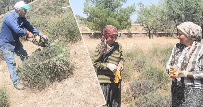 İmece usulü ekip market fiyatının yarısına satıyorlar! Köylüler üretiyor köy kazanıyor