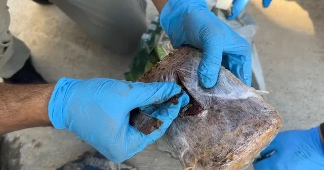 Yolcu otobüsünde dış yüzeyi pul biber ile kaplı 7 kilo eroin ele geçirildi Kocaeli Haberleri