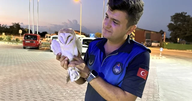 Sinop ta yaralı peçeli baykuş koruma altına alındı Sinop Haberleri