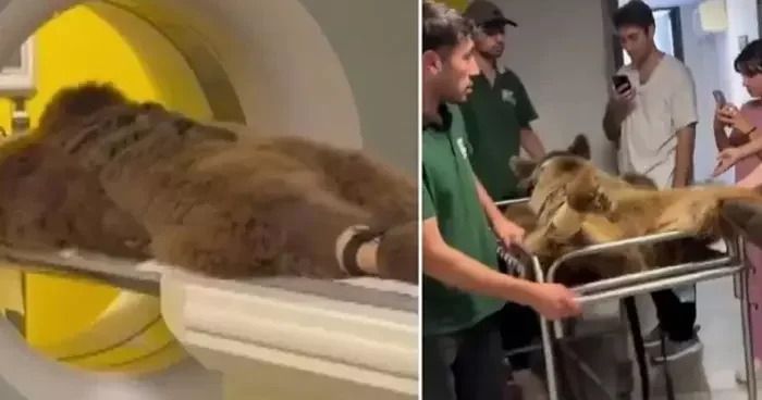 Mide rahatsızlığı nedeniyle tomografi cihazına girmişti! İşte Ayı Okan ın son hali...