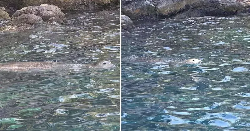 Fethiye de nesli tükenme tehlikesindeki Akdeniz foku görüntülendi
