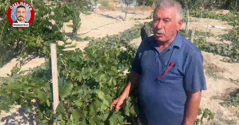 Açıklanan üzüm alım fiyatı üreticiyi yıktı! “Çiftçi bu memleketi terk etsin mi etsin istiyorsunuz?” Sözcü Gazetesi