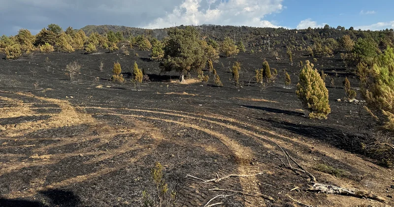 Karabük’teki yangında karga şüphesi: Tellere temas etmesiyle çıkmış