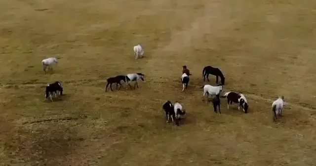 Ardahan’da yılkı atları böyle görüntülendi VİDEO İZLE