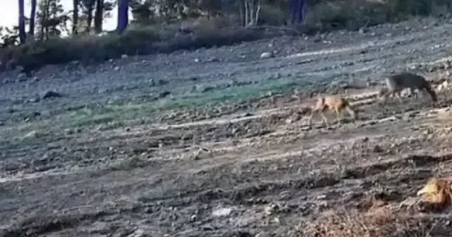 Karaca ve yavruları ormanda fotokapanla görüntülendi VİDEO İZLE