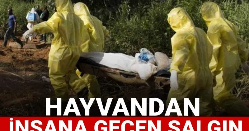 Hayvandan insana geçen salgın 356 can aldı: Hükümet bu hayvanlara teması yasakladı