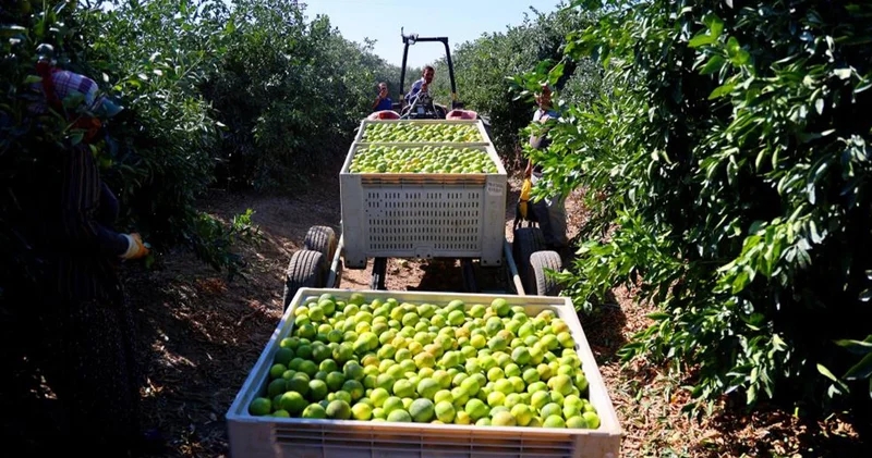 Mandalinada hasat zamanı: Kilosu 8 15 TL arasında