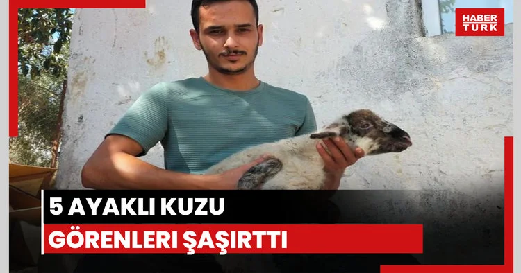 5 ayaklı kuzu dünyaya geldi
