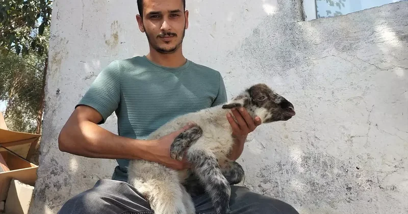 Antalya da 5 Ayaklı Kuzu Doğdu