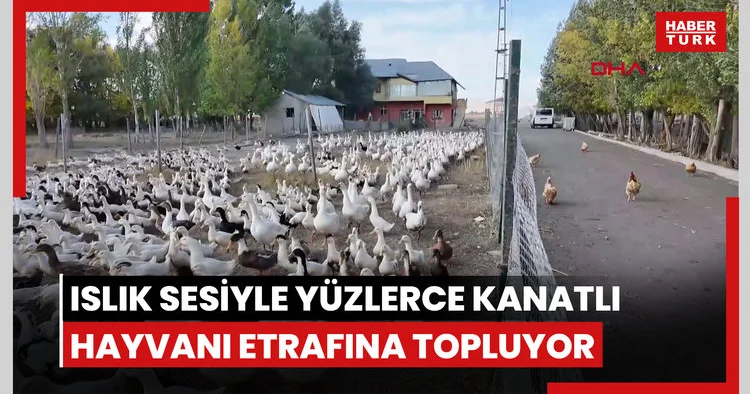 Islık sesiyle yüzlerce kanatlı hayvanı etrafına topluyor