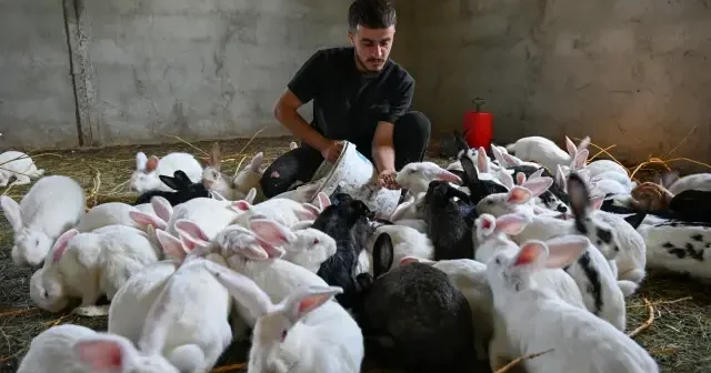 Vanlı genç etlik tavşan çiftliği kurdu VİDEO İZLE