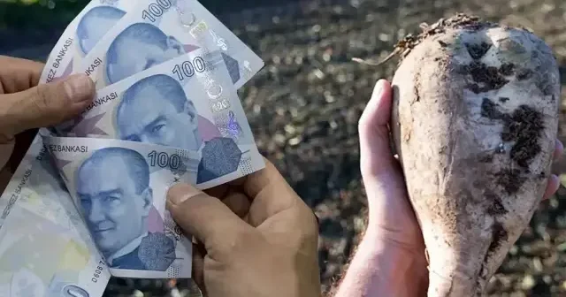Şeker pancarı alım fiyatı belli oldu mu? TÜRKŞEKER Şeker pancarı fiyatı 2025 ne kadar kaç TL oldu? Son Dakika Haberleri