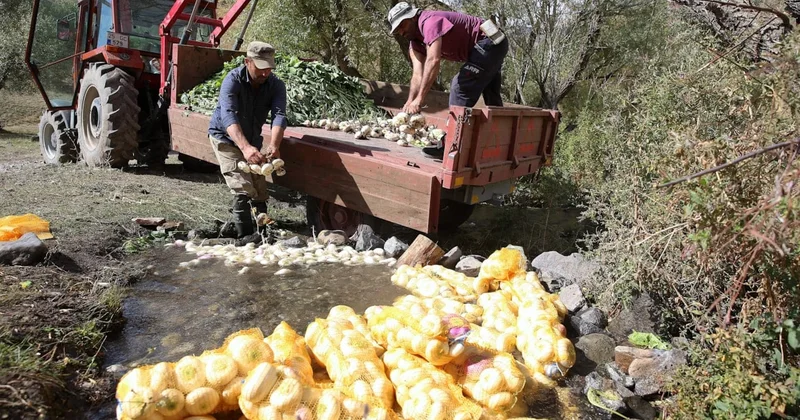 Derelerde yıkanıyor, yol kenarında satılıyor: Fiyatı 250 ile 300 lira arasında değişiyor Sözcü Gazetesi