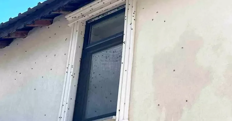Kahverengi kokarca böceği mahalleyi sardı