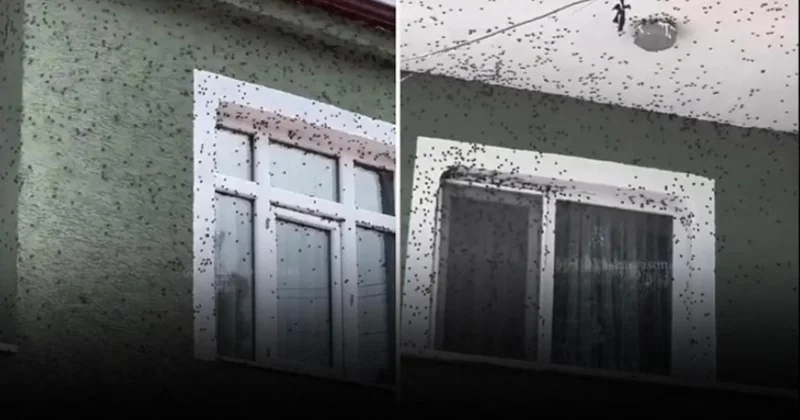 Kahverengi kokarca böceği mahalleyi istila etti! Vatandaşlar sokağa çıkmakta zorlanıyor Sözcü Gazetesi