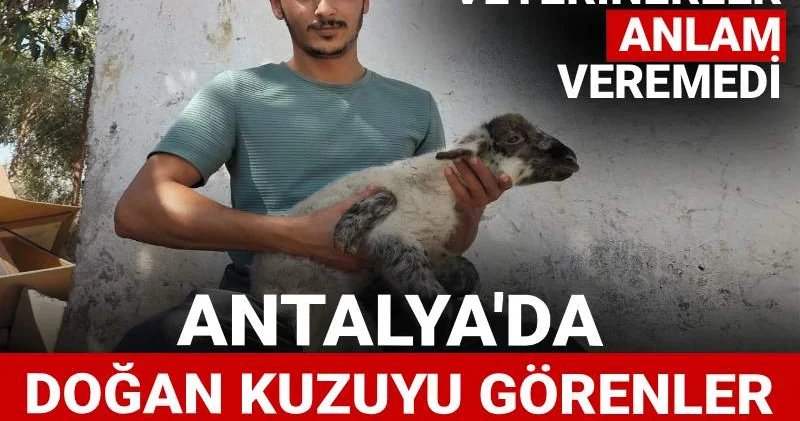 Antalya da doğan kuzuyu görenler gözlerine inanamadı: Veterinerler anlam veremedi