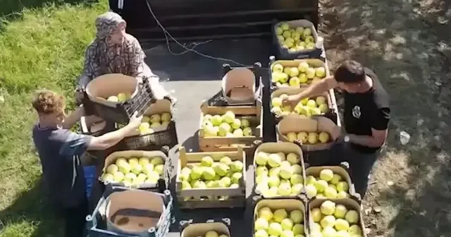 Kocaeli’de tescilli eşme ayvası hasadı başladı VİDEO İZLE