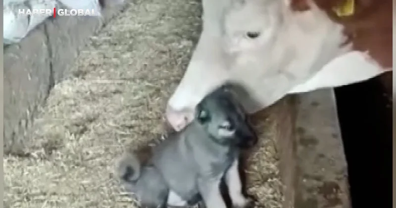 Yalnız kalan yavru kangala inek sahip çıktı
