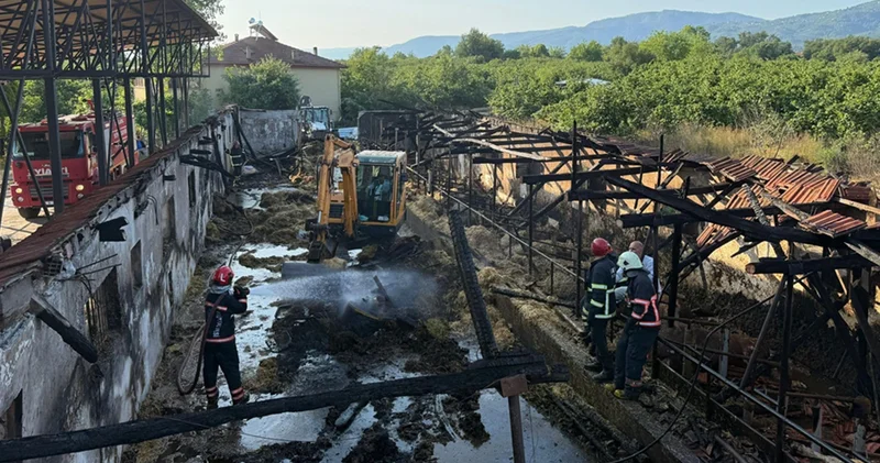 Çiftlikte yangın! 16 büyükbaş kurbanlık telef oldu
