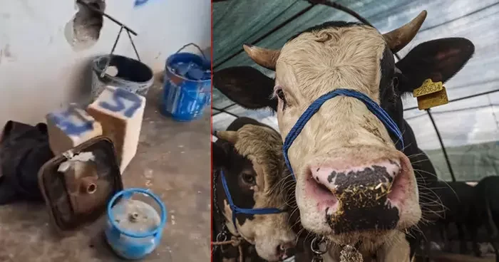 Akılalmaz dolandırıcılık! Kurban almak isteyen vatandaşları bu yöntemle kandırıyorlarmış