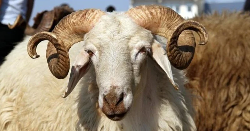 KURBAN KESİM VAKTİ Kurban kesim vakti ne zaman başlar, ne zaman biter? Diyanete göre kurban ne zamana kadar kesilir, son gün kesilir mi?