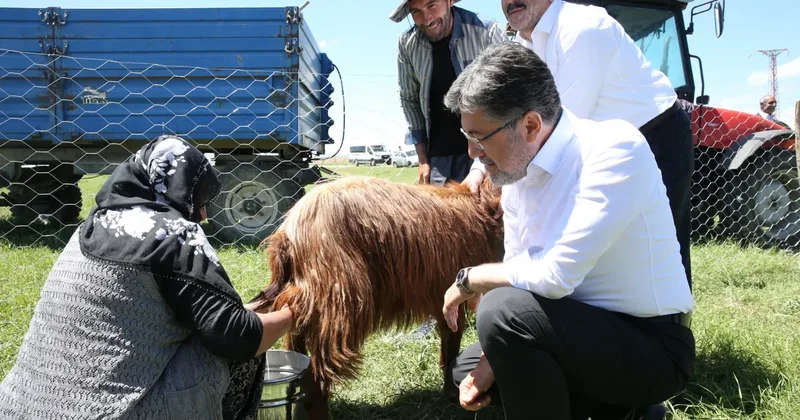 Türkiye hayvancılıkta Avrupa liderliğini aldı!