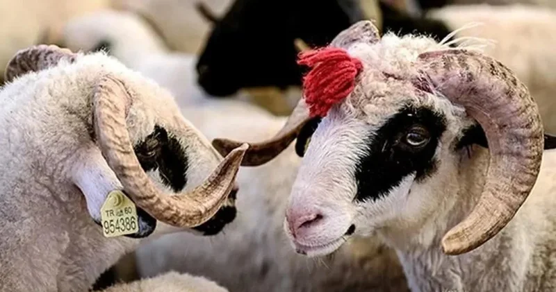 Kurban keseceklerin tadını kaçıracak: Resmen açıklandı