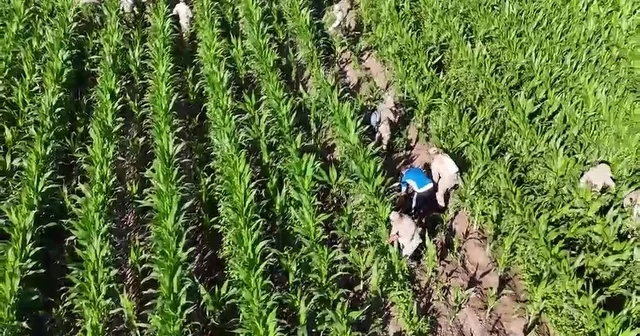 Mısır tarlasında 41 bin kök skunk ele geçirildi: 2 gözaltı Diyarbakır Haberleri