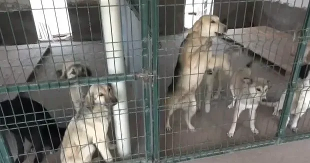 Aksaray haberleri Korkutan tablo: Türkiye deki sahipsiz köpek sayısı açıklandı! 04 Haziran 2025