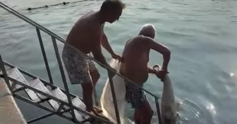 Bebek sahilinde ölü yunus karaya vurdu! Çöpe attılar…
