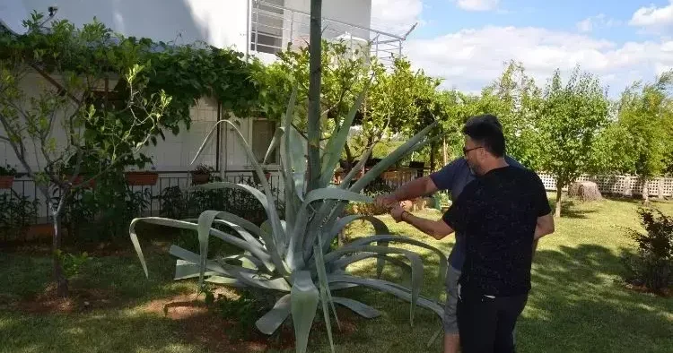 Ev aldı, bahçesinde Agave ağacı buldu! Zarar vermenin cezası 400 bin lira