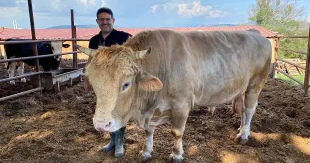 Çanakkale haberleri Çanakkale de 1 ton 500 kiloluk Paşa için dudak uçuklatan fiyat 04 Haziran 2025
