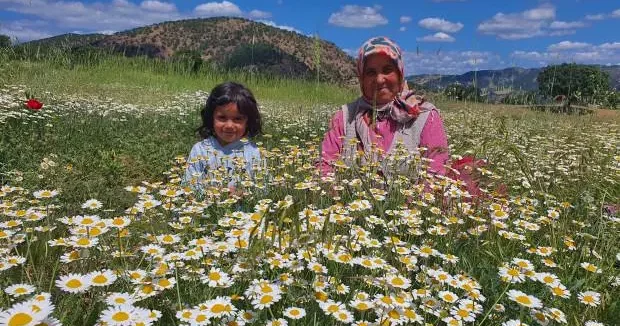Manisa haberleri Papatya gelir kapısı oldu! Kilogramı 260 TL kazandırıyor 04 Haziran 2025
