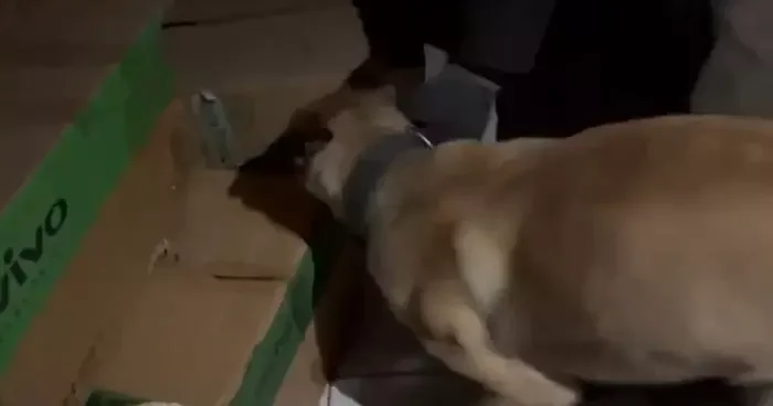 Narkotik köpeği ETA, zehir tacirlerine göz açtırmıyor