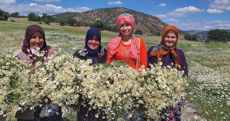 Papatya toplayıp para kazanıyorlar: Şu anda 260 liradan alınıyor
