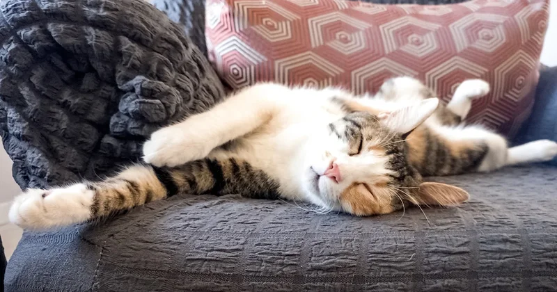 Kedi sahiplerinin yüzde 90’ı bilmiyor: Onları sadece bu mutlu ediyor Sözcü Gazetesi