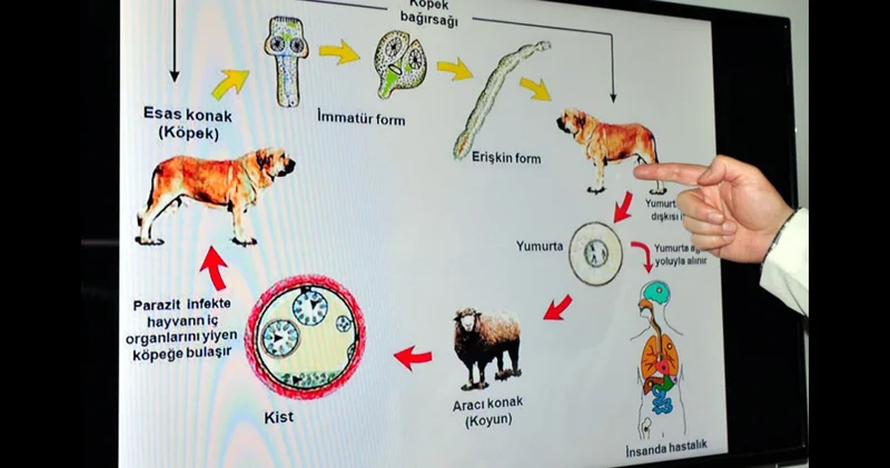 Kurban Bayramı öncesi kedi ve köpekler için hayati uyarı