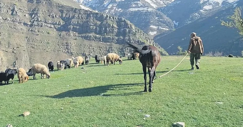 PKK kamplarında koyunlar otluyor, yıllardır ekilmeyen araziler tarıma açılıyor... Yeni Çukurova Şırnak