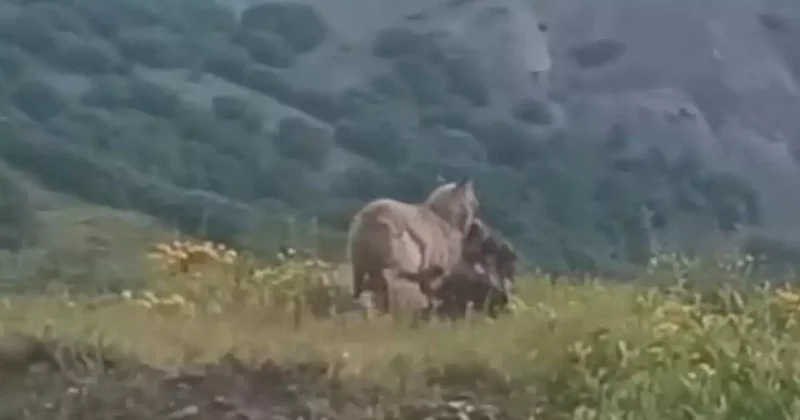 İlçe merkezine kadar inen kurt kaptığı gibi götürdü
