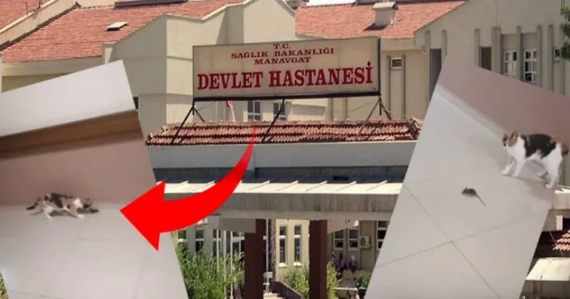 Hastanede hijyen skandalına ilginç çözüm: Başhekim farelere karşı kedi aldı Sözcü Gazetesi
