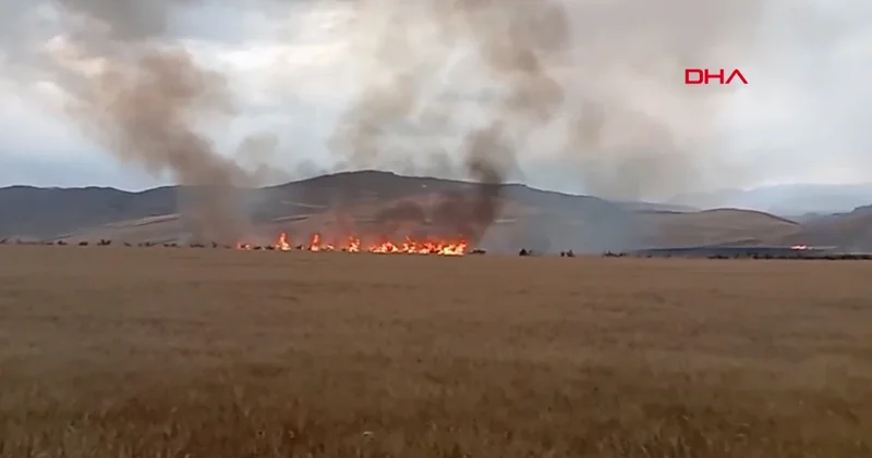 Siirt’te yıldırımın isabet ettiği çam ağacı yarıldı, 200 dönüm buğday yandı
