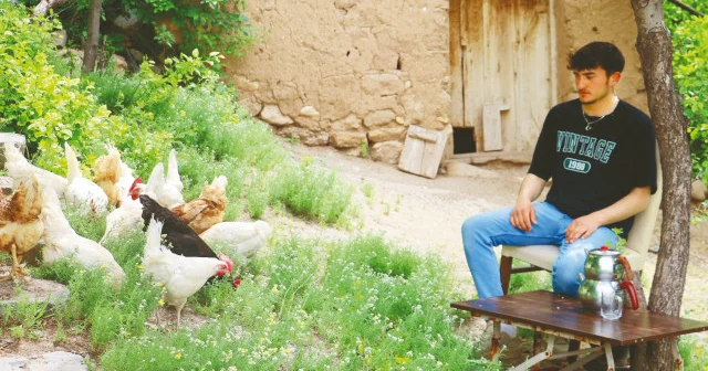 Kene kâbusuna tavuklu çözüm Gündem Haberleri