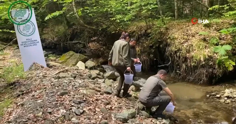 Yüzlerce alabalık derelere salındı