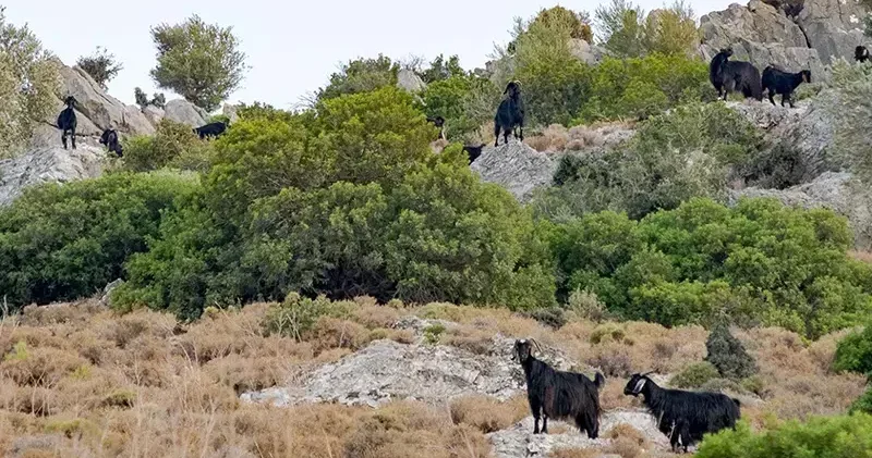 Datça da mavi dil hastalığı karantinası kaldırıldı