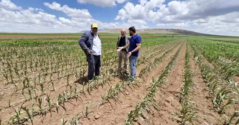 Dron ile Mısır Tarlasına Saldırı