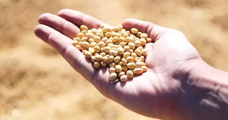 AB’den şaşırtan genetiği değiştirilmiş soya fasulyesi kararı